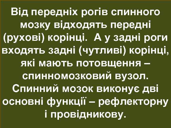 Від передніх рогів спинного мозку відходять передні (рухові) корінці. А у задні роги входять