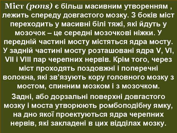 Міст (pons) є більш масивним утворенням , лежить спереду довгастого мозку. З боків міст