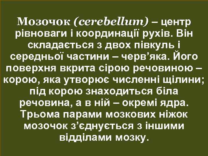 Мозочок (cerebellum) – центр рівноваги і координації рухів. Він складається з двох півкуль і