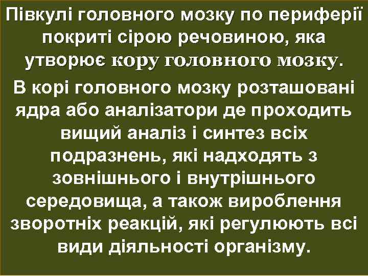 Півкулі головного мозку по периферії покриті сірою речовиною, яка утворює кору головного мозку. В