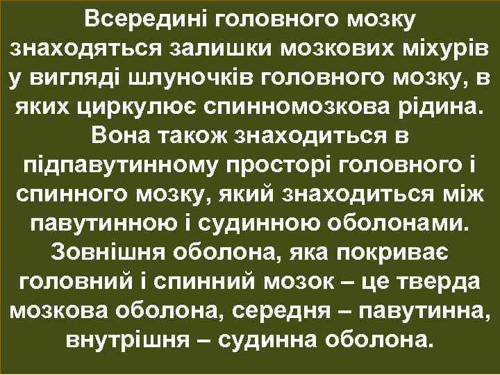 Всередині головного мозку знаходяться залишки мозкових міхурів у вигляді шлуночків головного мозку, в яких