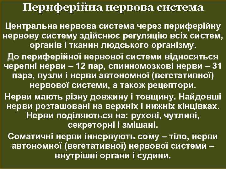 Периферійна нервова система Центральна нервова система через периферійну нервову систему здійснює регуляцію всіх систем,