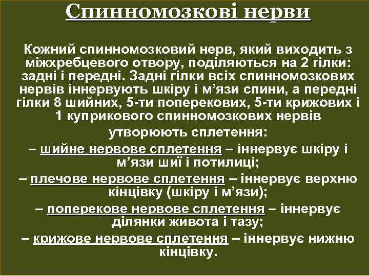 Спинномозкові нерви Кожний спинномозковий нерв, який виходить з міжхребцевого отвору, поділяються на 2 гілки: