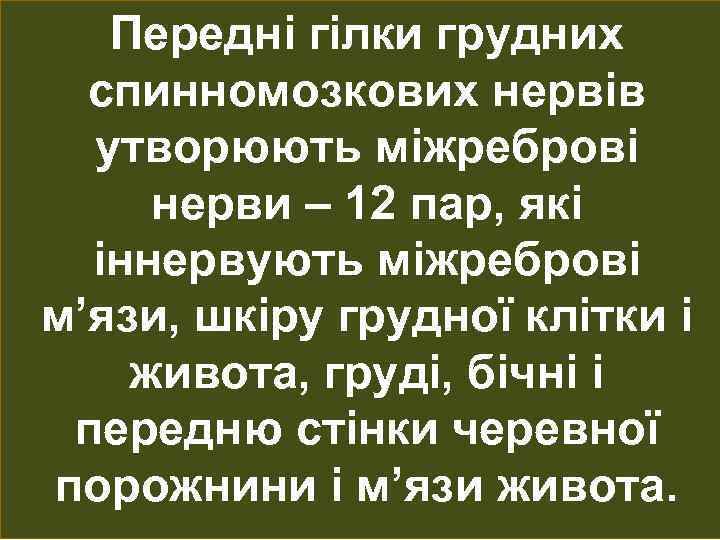 Передні гілки грудних спинномозкових нервів утворюють міжреброві нерви – 12 пар, які іннервують міжреброві