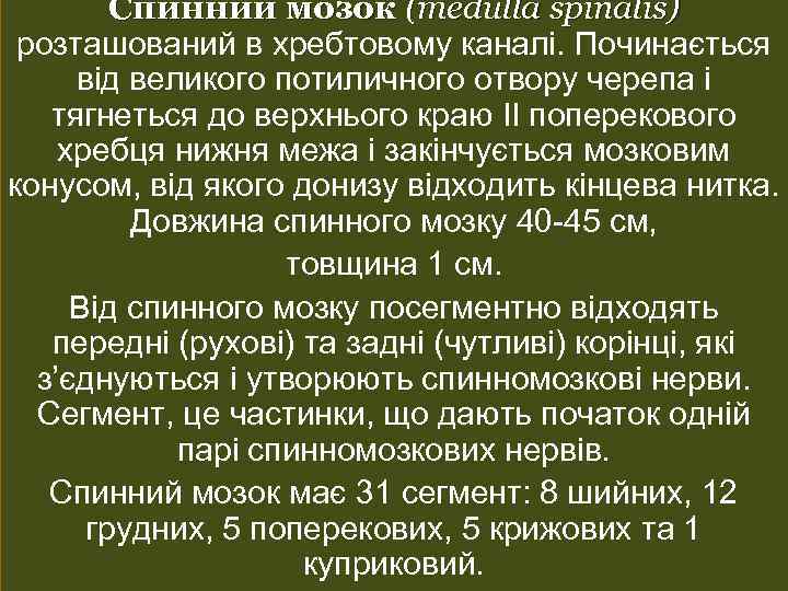 Спинний мозок (medulla spinalis) розташований в хребтовому каналі. Починається від великого потиличного отвору черепа