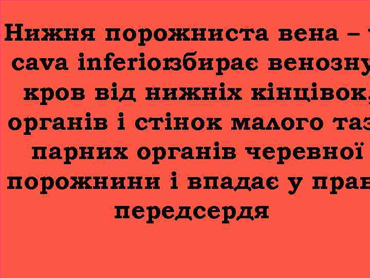 Нижня порожниста вена – v cava inferiorзбирає венозну кров від нижніх кінцівок, органів і