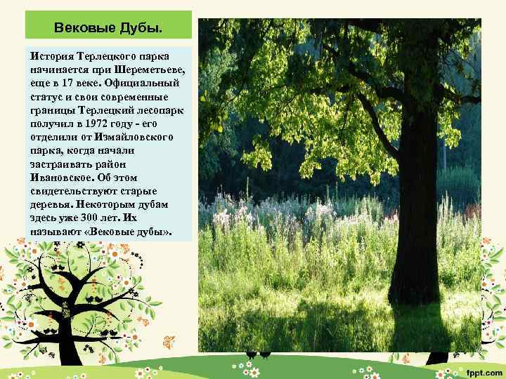 Вековые Дубы. История Терлецкого парка начинается при Шереметьеве, еще в 17 веке. Официальный статус