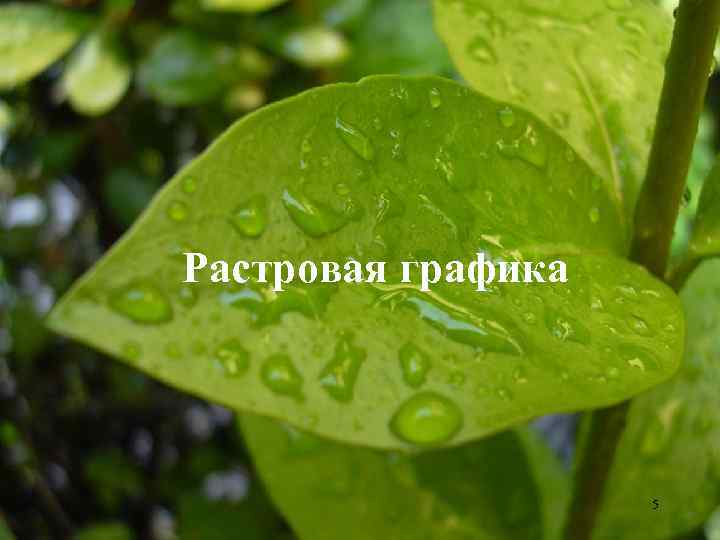 Растровая графика 5 