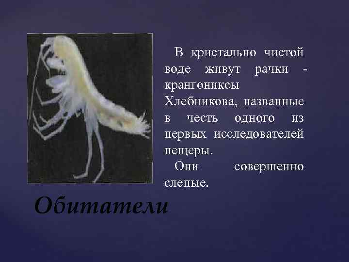 В кристально чистой воде живут рачки крангониксы Хлебникова, названные в честь одного из первых