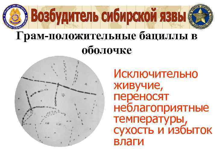 Грам-положительные бациллы в оболочке Исключительно живучие, переносят неблагоприятные температуры, сухость и избыток влаги 