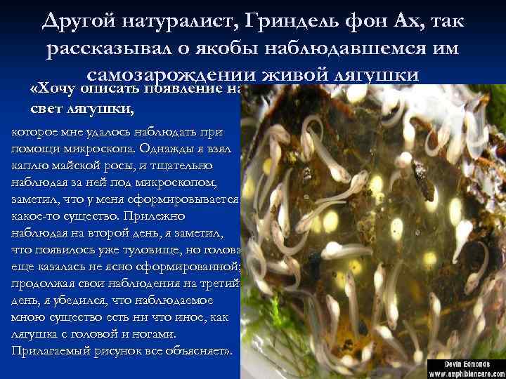 n Другой натуралист, Гриндель фон Ах, так рассказывал о якобы наблюдавшемся им самозарождении живой