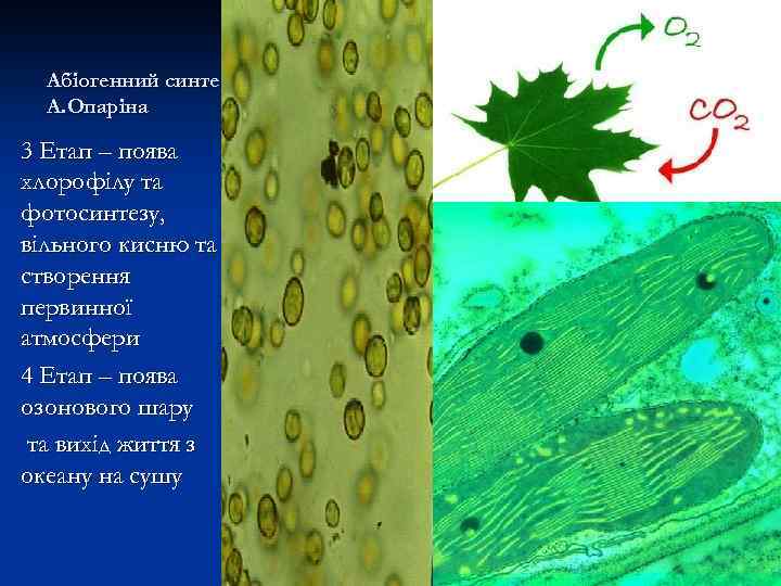 Абіогенний синтез А. Опаріна 3 Етап – поява хлорофілу та фотосинтезу, вільного кисню та