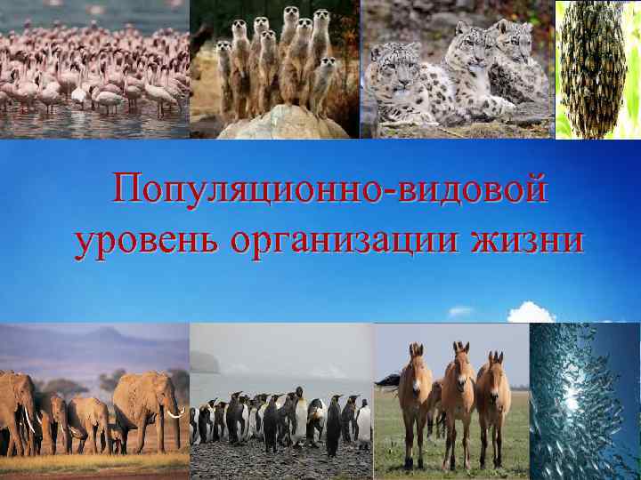 LOGO Популяционно-видовой уровень организации жизни 