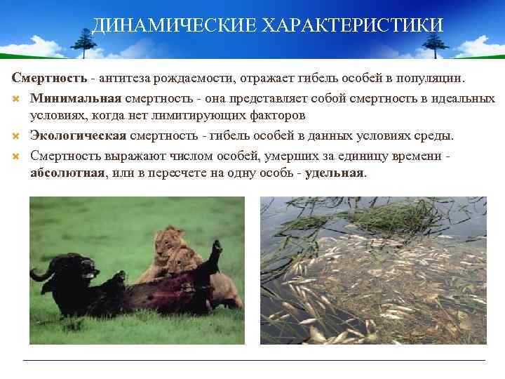 ДИНАМИЧЕСКИЕ ХАРАКТЕРИСТИКИ Смертность - антитеза рождаемости, отражает гибель особей в популяции. Минимальная смертность -