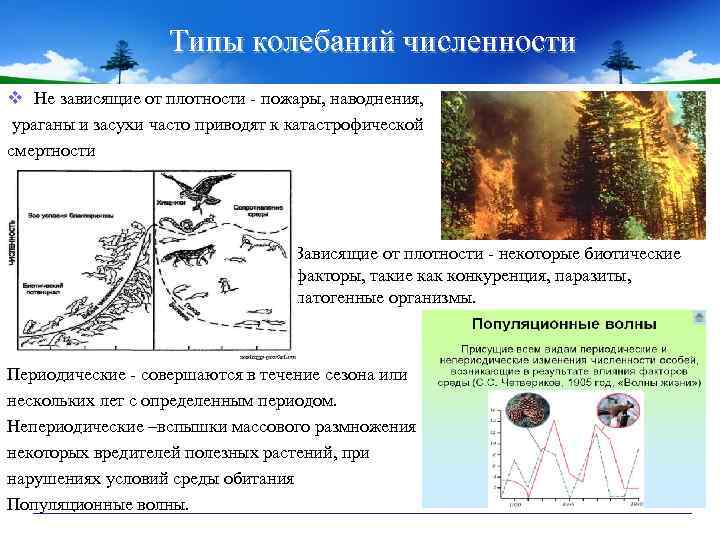 Типы колебаний численности v Не зависящие от плотности - пожары, наводнения, ураганы и засухи