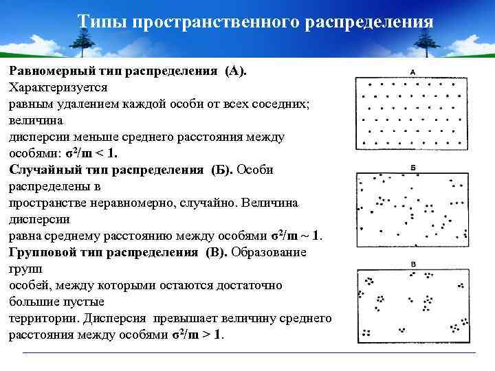 Типы пространственного распределения Равномерный тип распределения (А). Характеризуется равным удалением каждой особи от всех