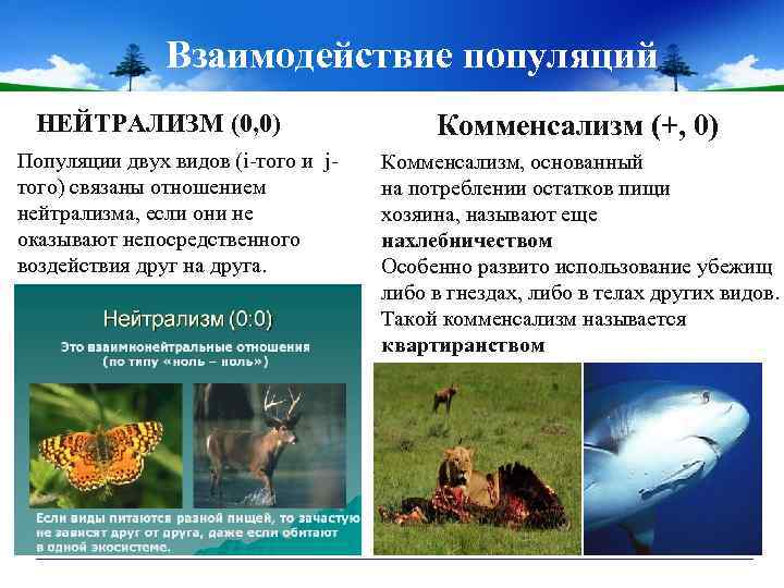Взаимодействие популяций НЕЙТРАЛИЗМ (0, 0) Популяции двух видов (i-того и jтого) связаны отношением нейтрализма,