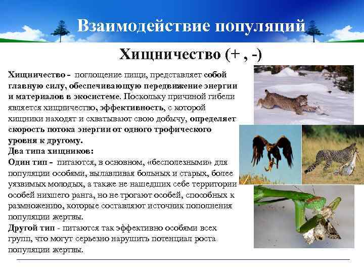 Взаимодействие популяций Хищничество (+ , -) Хищничество - поглощение пищи, представляет собой главную силу,