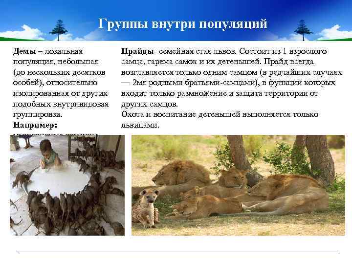 Группы внутри популяций Демы – локальная популяция, небольшая (до нескольких десятков особей), относительно изолированная