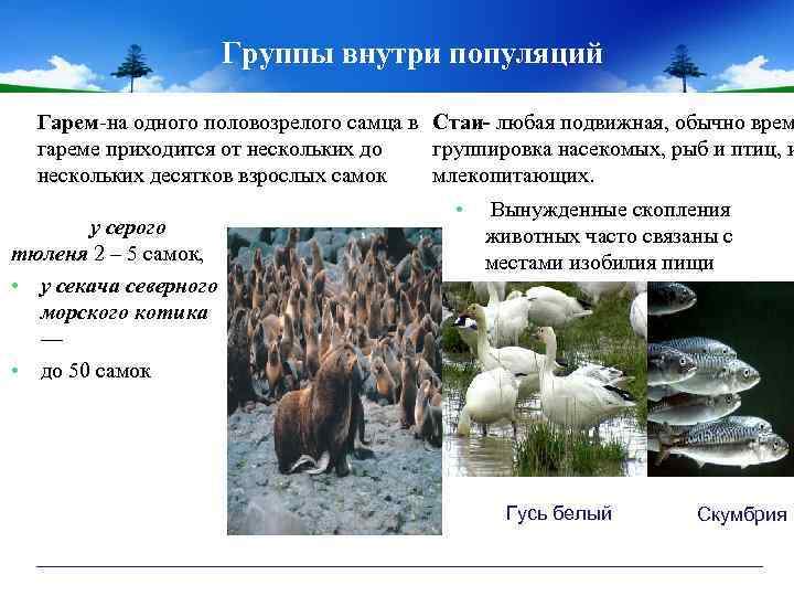 Группы внутри популяций Гарем-на одного половозрелого самца в Стаи- любая подвижная, обычно врем гареме