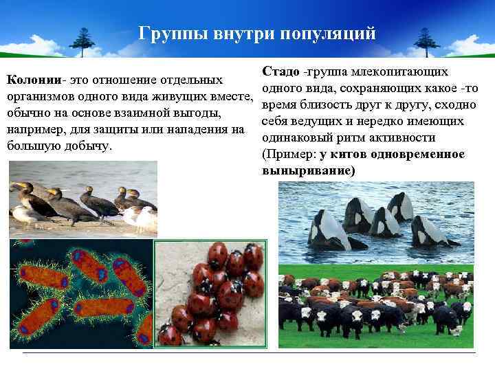 Группы внутри популяций Колонии- это отношение отдельных организмов одного вида живущих вместе, обычно на