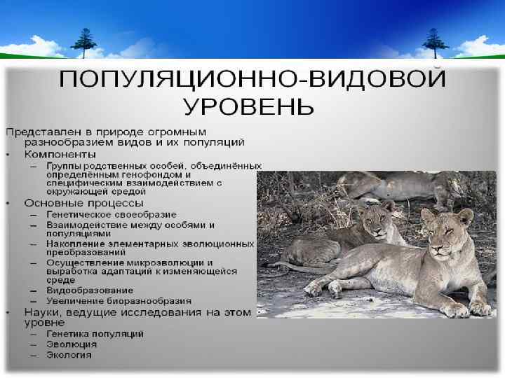 Популяционно видовой уровень общая характеристика виды и популяции 11 класс презентация