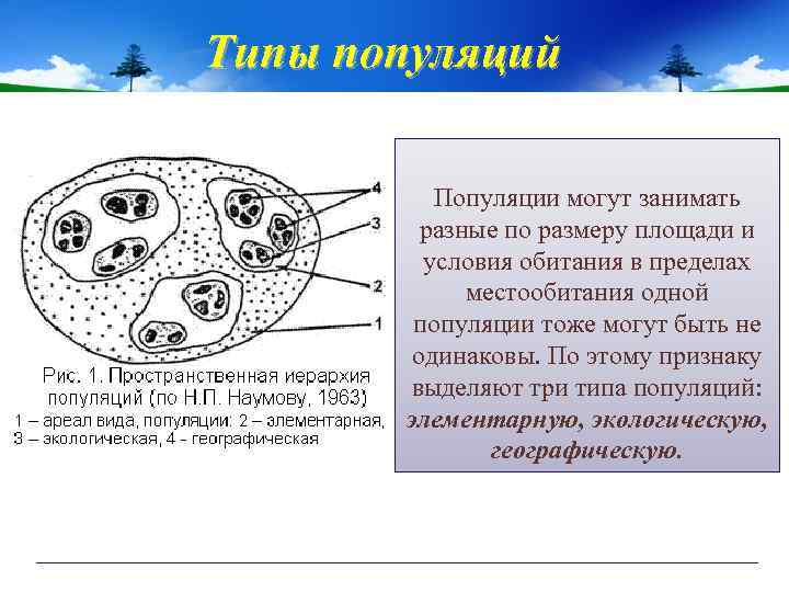 Типы популяций Популяции могут занимать разные по размеру площади и условия обитания в пределах