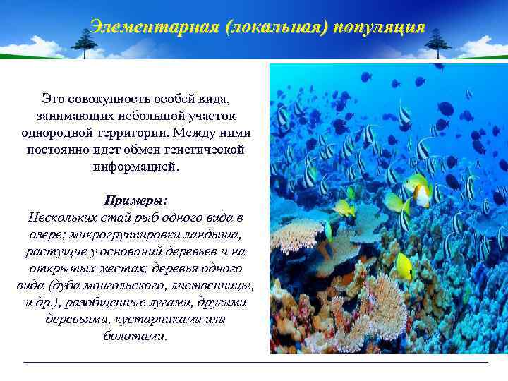 Элементарная (локальная) популяция Это совокупность особей вида, занимающих небольшой участок однородной территории. Между ними