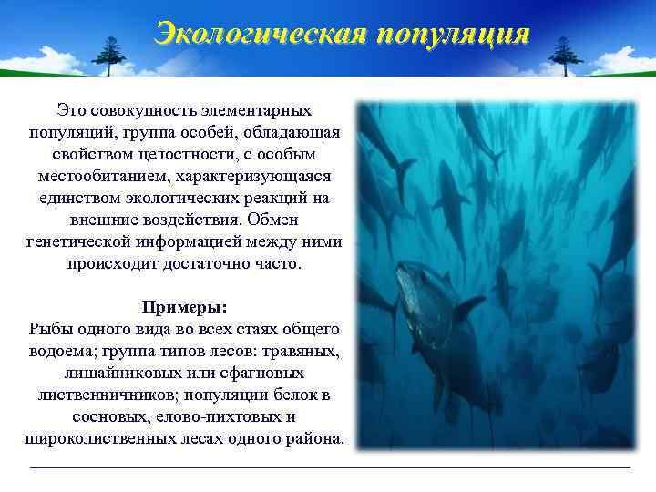 Экологическая популяция Это совокупность элементарных популяций, группа особей, обладающая свойством целостности, с особым местообитанием,