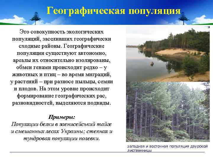 Географическая популяция Это совокупность экологических популяций, заселивших географически сходные районы. Географические популяции существуют автономно,