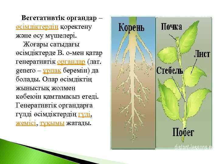 Вегетативтік органдар – өсімдіктердің қоректену және өсу мүшелері. Жоғары сатыдағы өсімдіктерде В. о-мен қатар