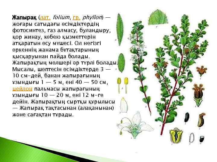 Жапырақ (лат. folіum, гр. phyllon) — жоғары сатыдағы өсімдіктердің фотосинтез, газ алмасу, буландыру, қор