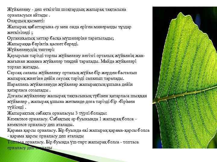 Жүйкелену - деп өткізгіш шоқтардың жапырақ тақтасына орналасуын айтады. Олардың қызметі: Жапырақ қабаттарына су