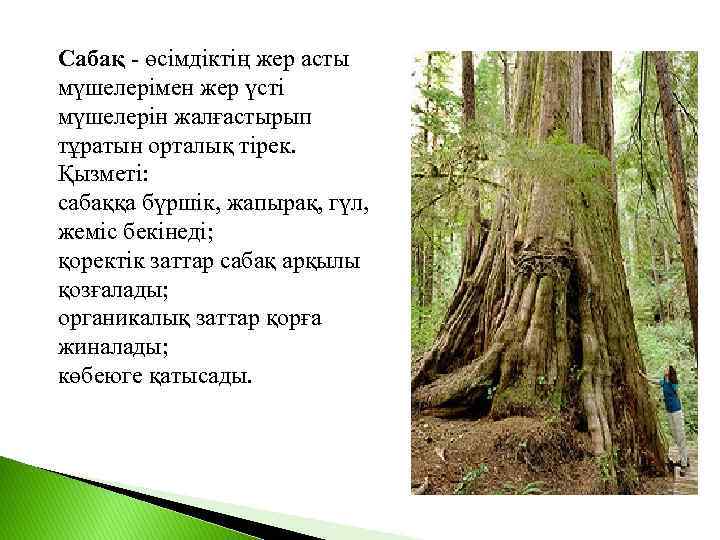 Сабақ - өсімдіктің жер асты мүшелерімен жер үсті мүшелерін жалғастырып тұратын орталық тірек. Қызметі: