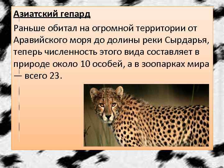 Азиатский гепард Раньше обитал на огромной территории от Аравийского моря до долины реки Сырдарья,