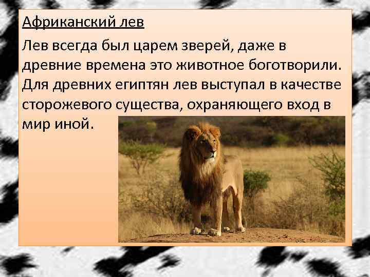 Африканский лев Лев всегда был царем зверей, даже в древние времена это животное боготворили.