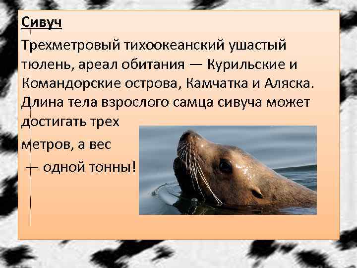 Сивуч Трехметровый тихоокеанский ушастый тюлень, ареал обитания — Курильские и Командорские острова, Камчатка и