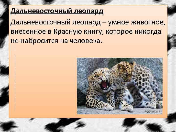 Дальневосточный леопард – умное животное, внесенное в Красную книгу, которое никогда не набросится на