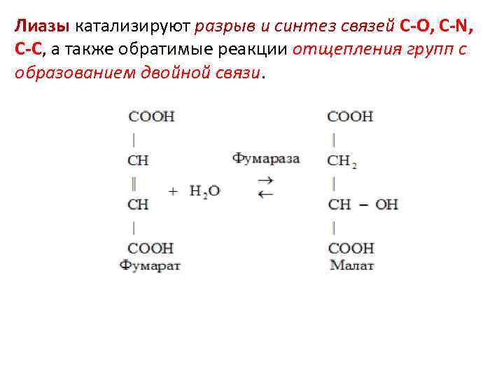 Лиазы катализируют разрыв и синтез связей С-О, С-N, С-C, а также обратимые реакции отщепления