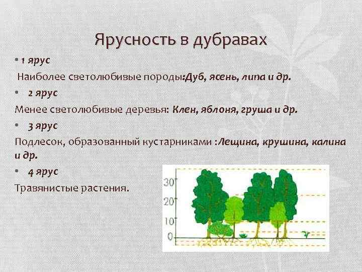 Основные ярусы составляющие вертикальную структуру