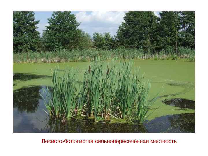 Лесисто-болотистая сильнопересечённая местность 