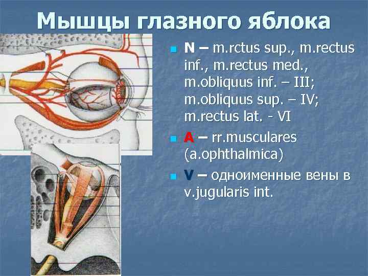 Иннервация мышц