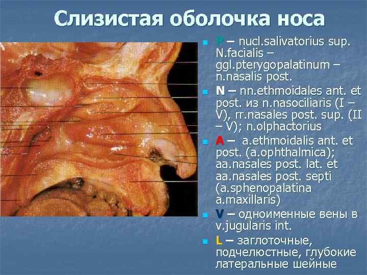 Слизистая оболочка носа n n n P – nucl. salivatorius sup. N. facialis –