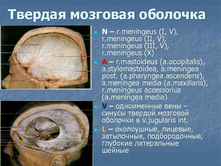 Твердая мозговая оболочка