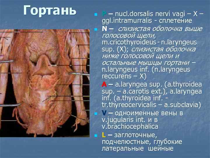 Гортань n n P – nucl. dorsalis nervi vagi – X – ggl. intramurralis