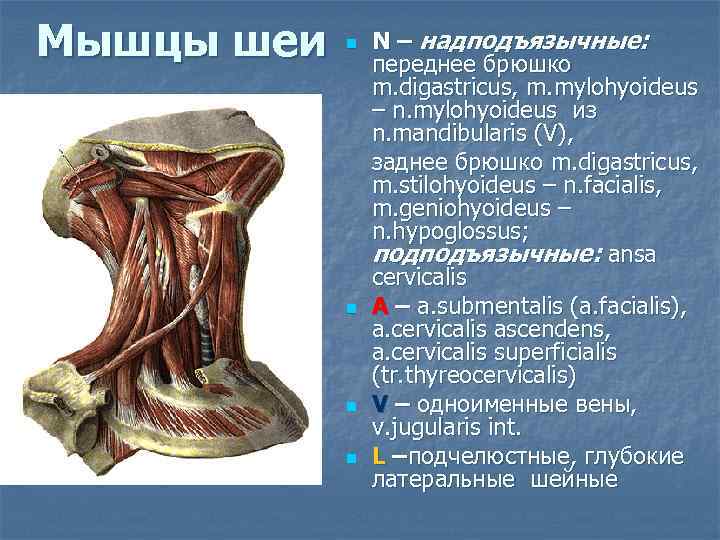 Мышцы шеи n n N – надподъязычные: переднее брюшко m. digastricus, m. mylohyoideus –