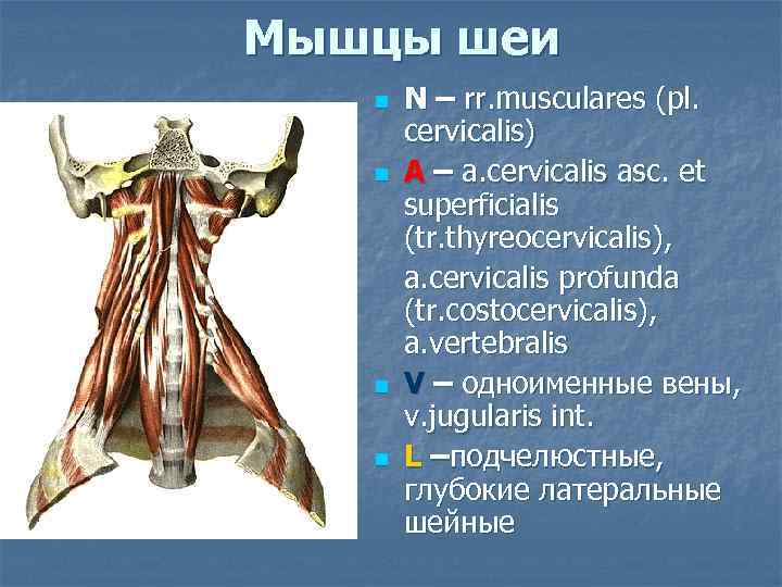 Мышцы шеи n n N – rr. musculares (pl. cervicalis) A – a. cervicalis