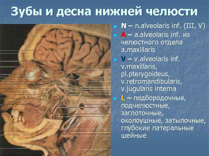 Зубы и десна нижней челюсти n n N – n. alveolaris inf. (III, V)