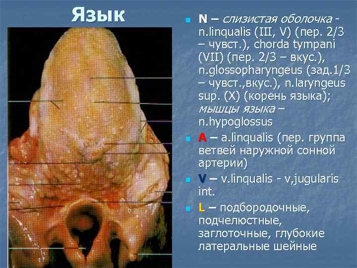 Язык n n N – слизистая оболочка n. linqualis (III, V) (пер. 2/3 –