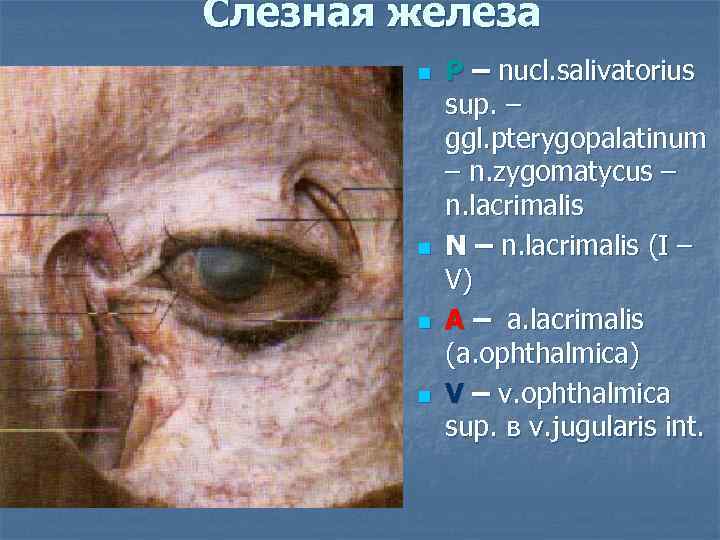 Слезная железа n n P – nucl. salivatorius sup. – ggl. pterygopalatinum – n.